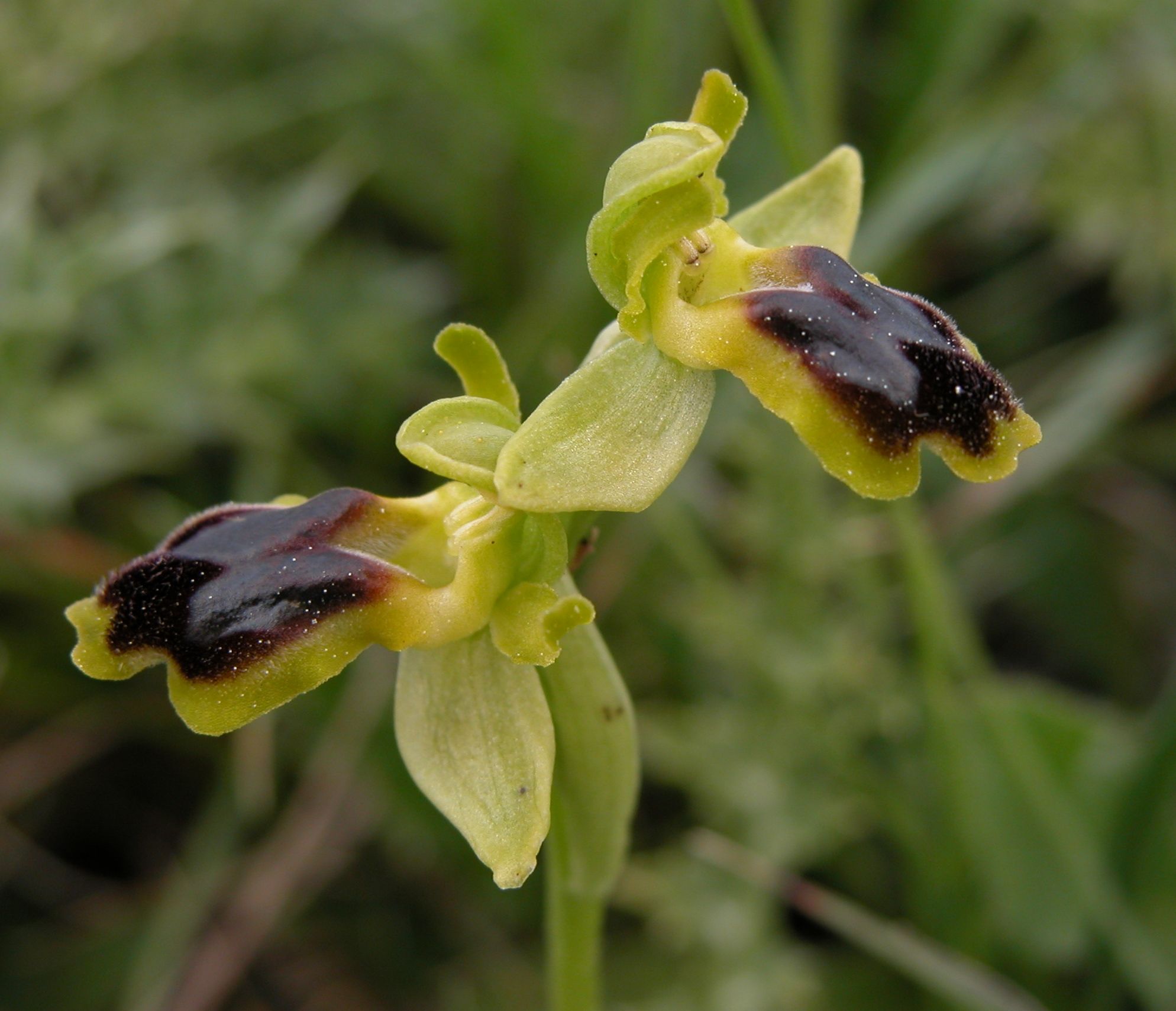 Ophrys laurensis: raro endemita della Sicilia